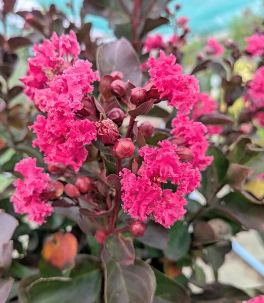 Lagerstroemia indica 1m kmeň, kompaktná koruna mix